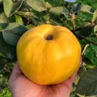 Саджанець Айва Марія (яблукоподібна)